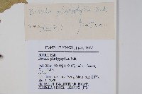 白樺、粉樺、臭樺藏品圖，第2張