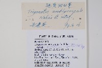 鈍萼附地菜藏品圖，第2張