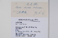 元寶楓, 地錦槭藏品圖，第2張