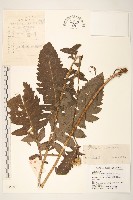麻花頭藏品圖，第1張