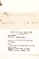 麻花頭藏品圖，第3張