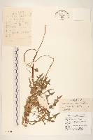 白花蒲公英藏品圖，第1張