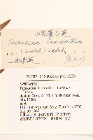 白花蒲公英藏品圖，第3張