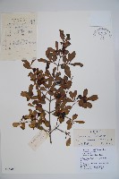 毛藥忍冬藏品圖，第1張