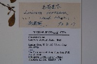 毛藥忍冬藏品圖，第2張