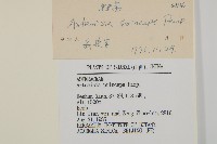 魁蒿藏品圖，第3張