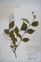 金銀忍冬藏品圖，第1張