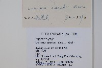 金銀忍冬藏品圖，第2張