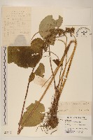 狹苞橐吾藏品圖，第1張