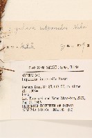 狹苞橐吾藏品圖，第3張