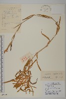 瞿麥藏品圖，第1張