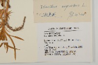 瞿麥藏品圖，第3張