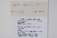 黑樺藏品圖，第2張