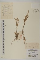 茵蔯蒿藏品圖，第1張