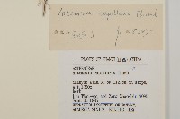 茵蔯蒿藏品圖，第3張