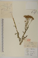 蓍草藏品圖，第1張