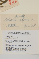 蓍草藏品圖，第3張