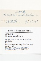 山柳菊藏品圖，第3張