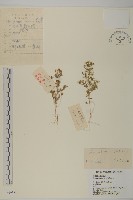 刺藜藏品圖，第1張