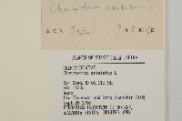 刺藜藏品圖，第3張