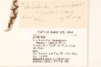 蝟菊藏品圖，第3張