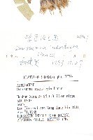 紫苞鳳毛菊藏品圖，第3張