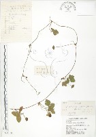 蛇莓、地莓、龍吐珠藏品圖，第1張