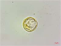 艾麻藏品圖，第1張