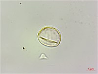 艾麻藏品圖，第2張