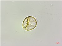 艾麻藏品圖，第3張