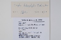 榛樹藏品圖，第2張