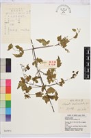 短尾鐵線蓮藏品圖，第1張