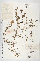 田旋花藏品圖，第1張