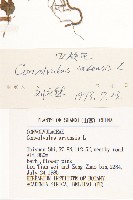 田旋花藏品圖，第3張