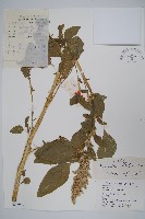 反枝莧藏品圖，第1張