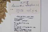 反枝莧藏品圖，第2張