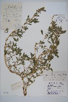 腋花莧藏品圖，第1張