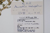 腋花莧藏品圖，第2張