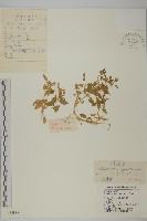 牛繁縷藏品圖，第1張