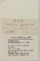 牛繁縷藏品圖，第3張