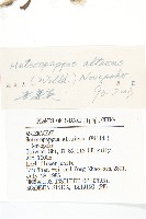 阿爾泰狗哇花藏品圖，第3張