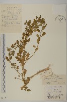 菊葉香藜藏品圖，第1張