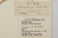 菊葉香藜藏品圖，第3張