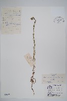 齒緣草藏品圖，第1張