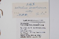 齒緣草藏品圖，第2張