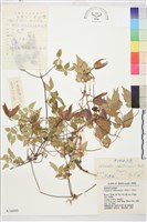 半鐘鐵線蓮藏品圖，第1張