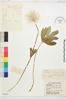 白頭翁藏品圖，第1張