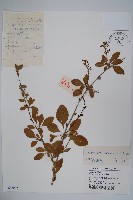 大葉小蘗藏品圖，第1張