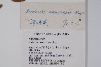 大葉小蘗藏品圖，第2張