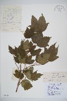 雞樹條莢迷藏品圖，第1張